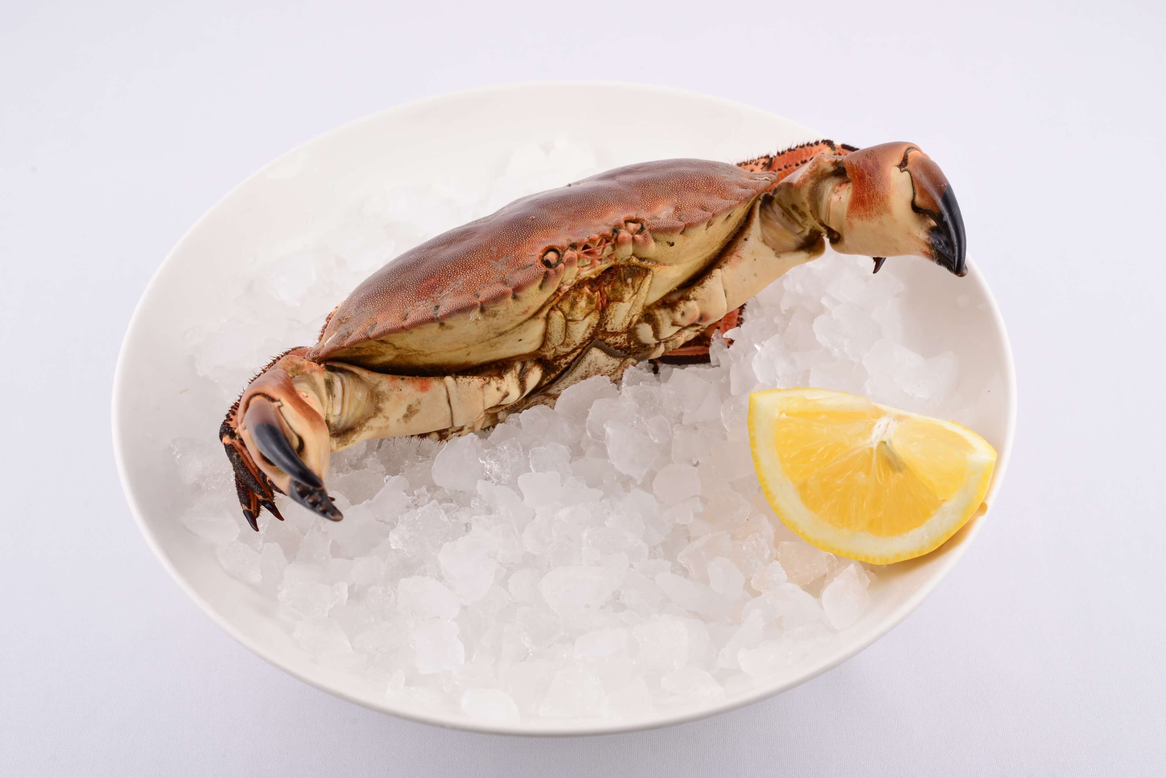 Brown Crab - Quai des artistes 